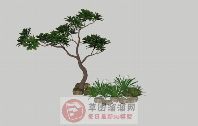 石头植物树SU模型 1