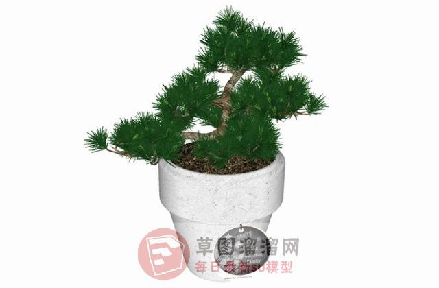 盆栽植物花盆SU模型 1