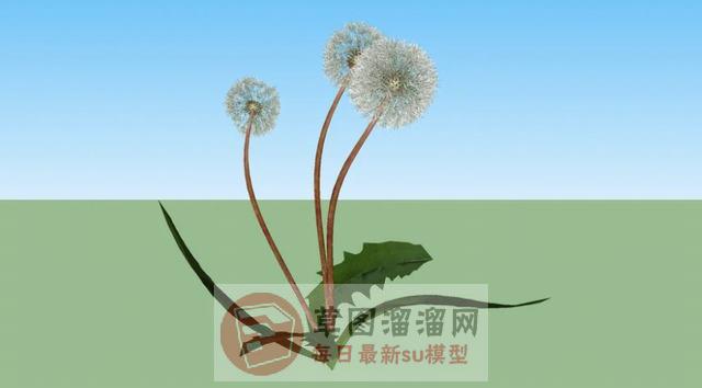 蒲公英植物SU模型 1