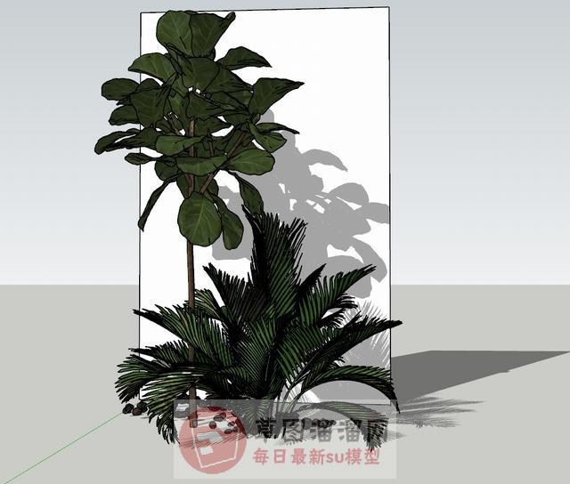 铁树绿植物SU模型 1