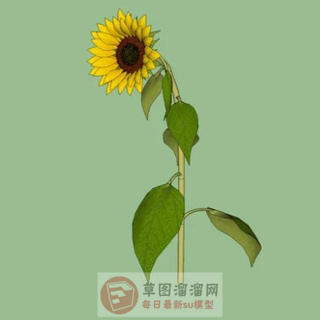 向日葵太阳花植物SU模型 1