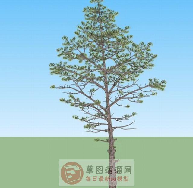 松树植物树木SU模型