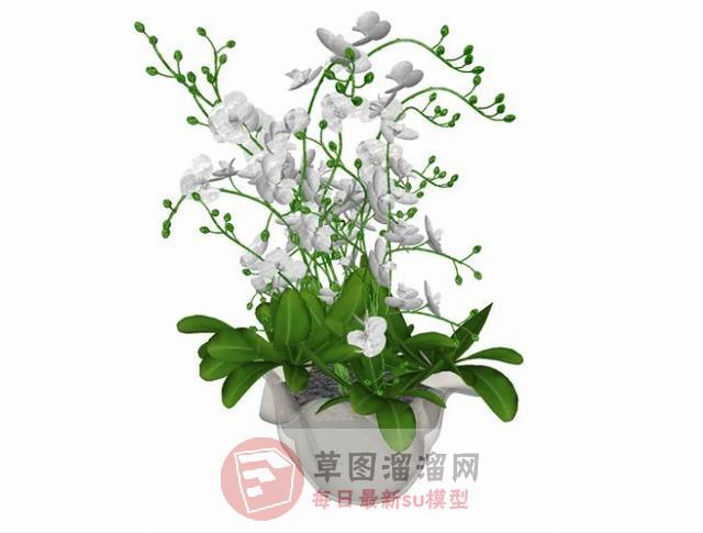 花盆植物盆栽SU模型 1