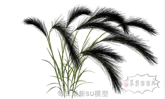 毛草植物SU模型 1