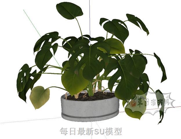 绿萝植物SU模型 1