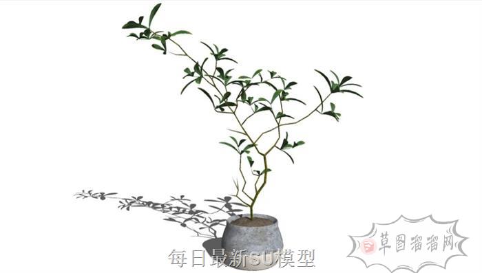 装饰花瓶植物SU模型 1