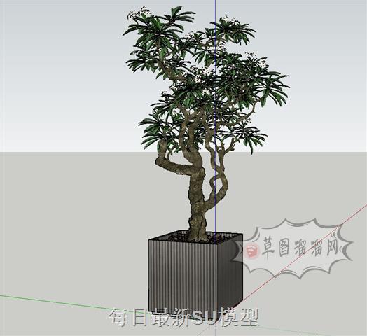 盆景盆栽植物SU模型 1