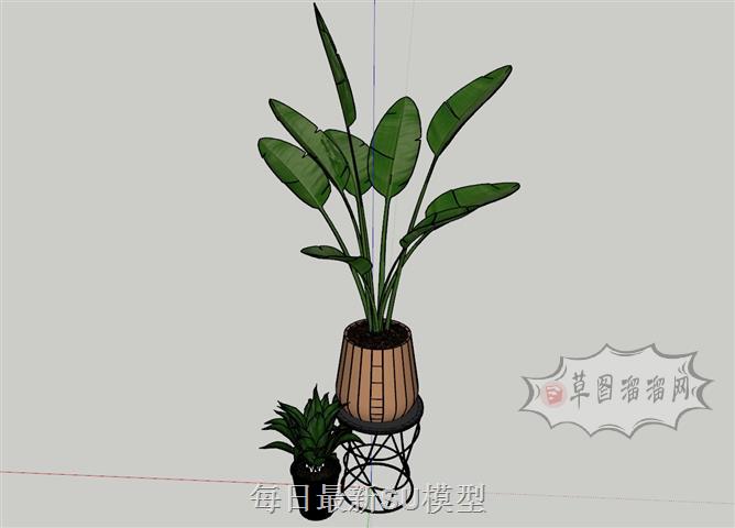 花盆植物SU模型 1