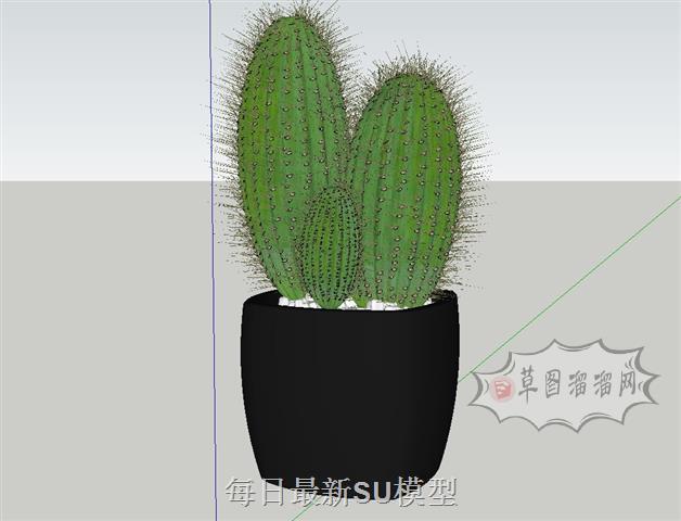 植物花盆仙人掌SU模型 1