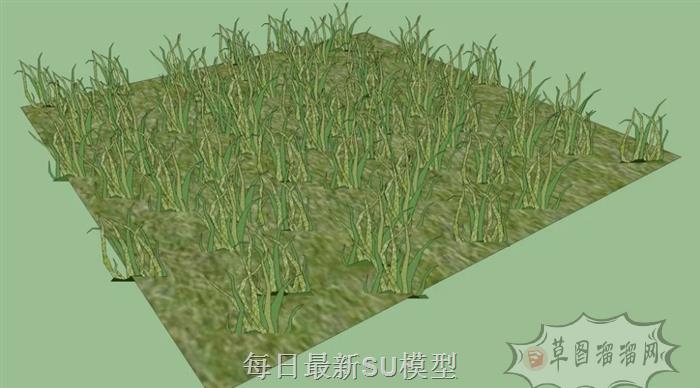 驼驼草植物草SU模型 1