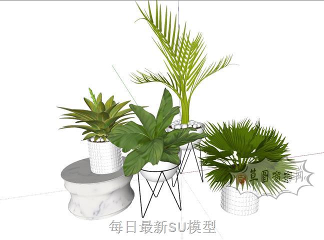 花盆植物盆栽SU模型 1