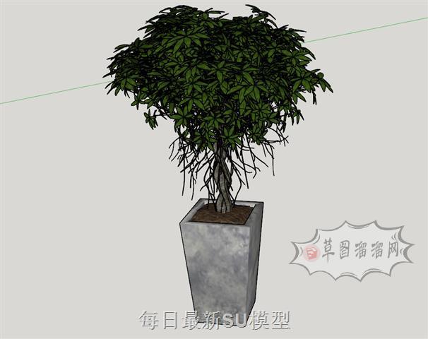 盆栽盆景花盆SU模型 1