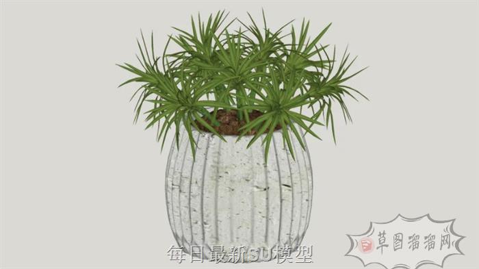 花盆植物盆景SU模型 1