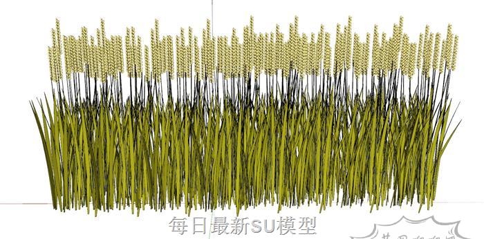 水稻稻谷小麦SU模型 1