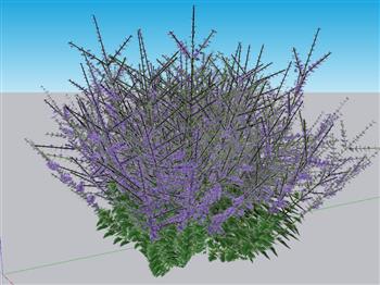 薰衣草SU模型 免费sketchup模型下载