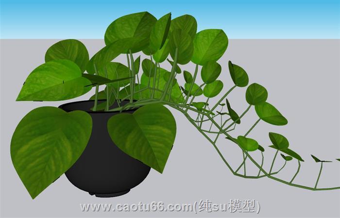 绿萝植物花盆SU模型 1