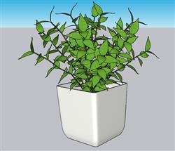 花盆植物绿植SU模型 免费sketchup模型下载