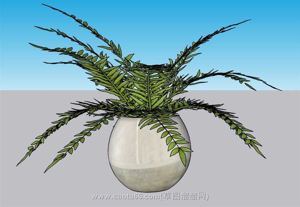 蕨类植物花盆SU模型 1