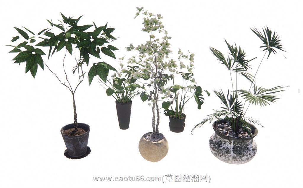 花盆植物SU模型 1