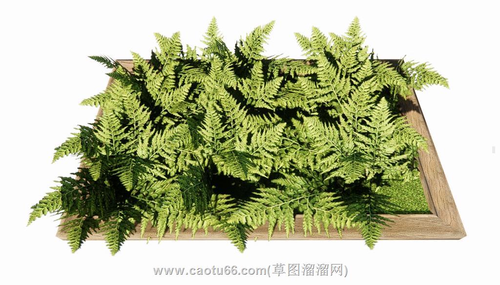 蕨类植物SU模型 1