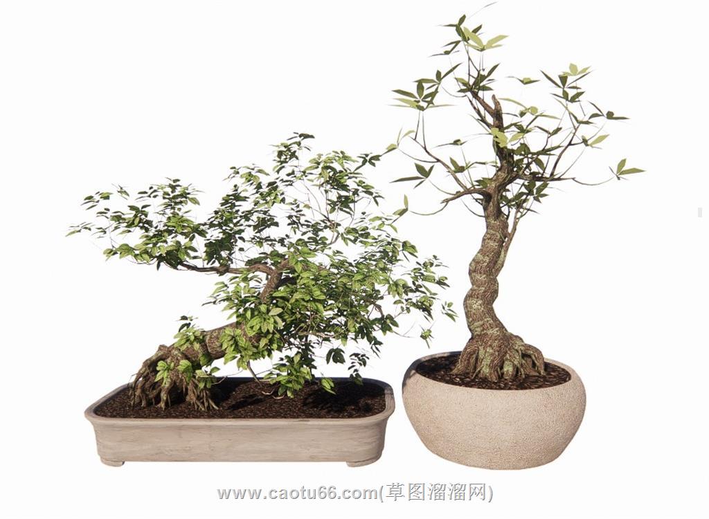 盆栽植物SU模型 1