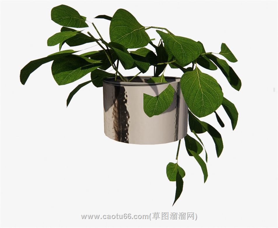 绿萝植物花盆SU模型 1