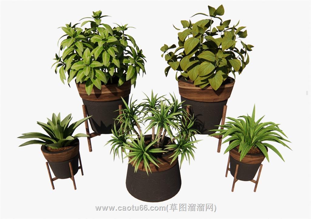 花盆植物SU模型 1