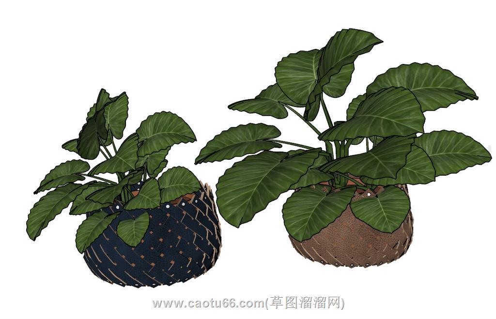 花盆植物SU模型 1