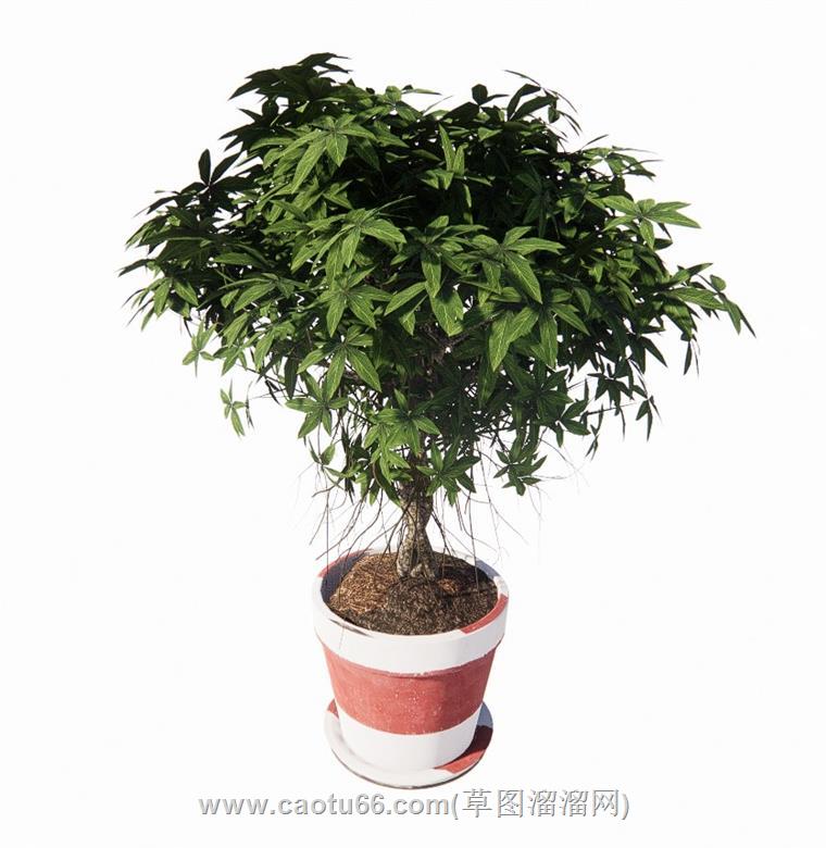 盆栽花盆SU模型 1