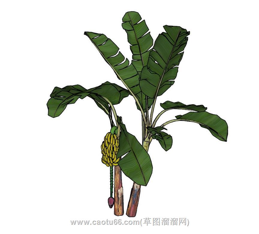 香蕉树芭蕉树树SU模型 1