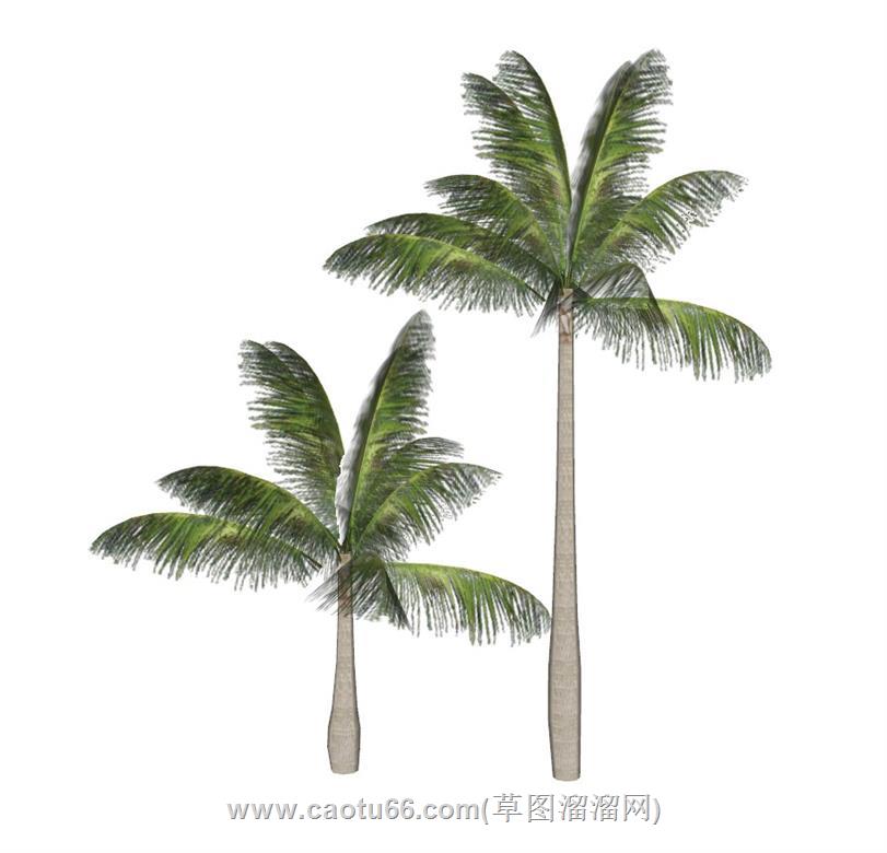 棕树植物SU模型 1