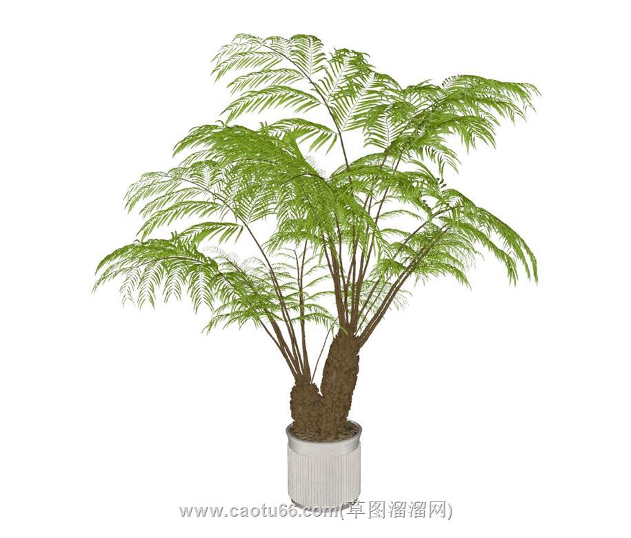 发财树盆栽植物SU模型 1