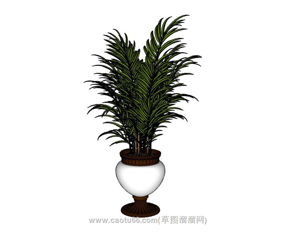 花盆植物SU模型 1