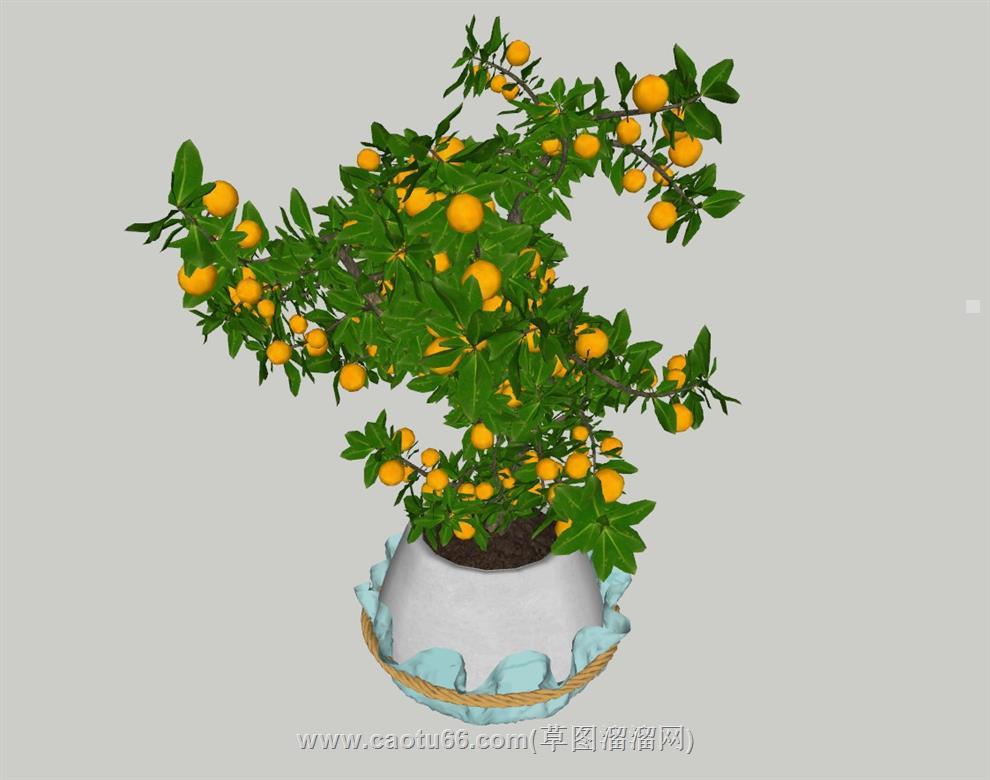 果树花盆SU模型 1