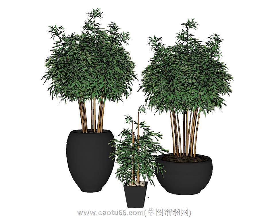 盆景盆栽植物SU模型 1