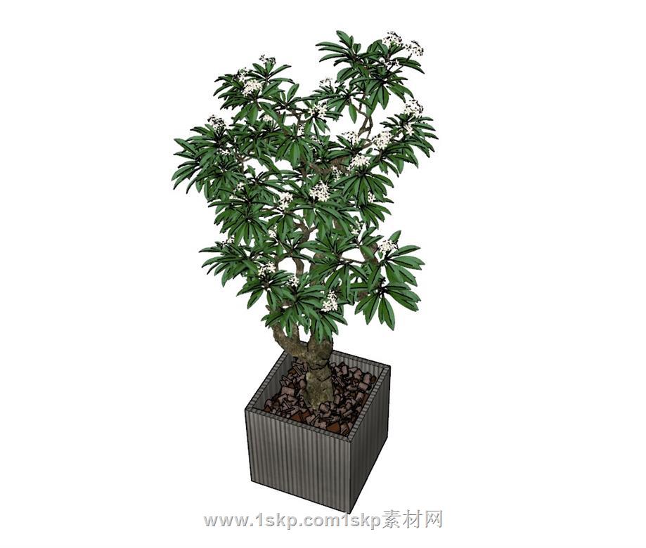 盆栽花盆植物SU模型 1