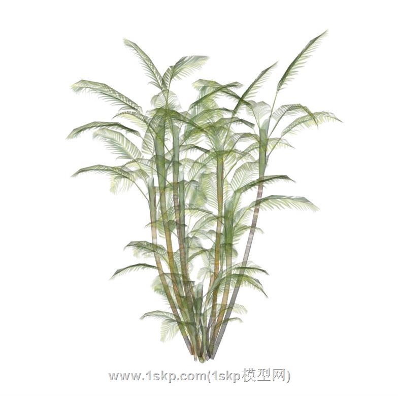 热带植物SU模型 1