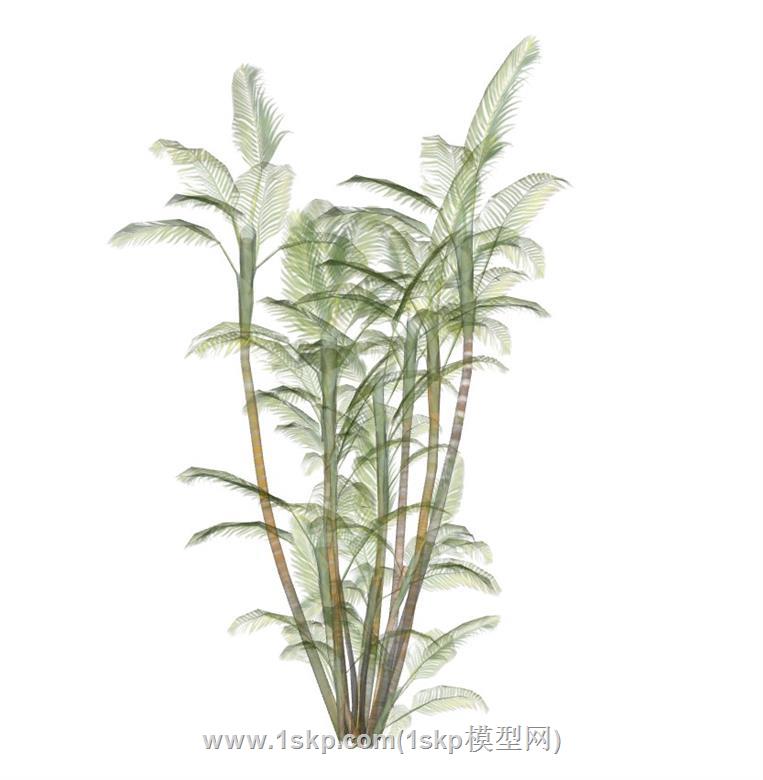 热带植物SU模型 3