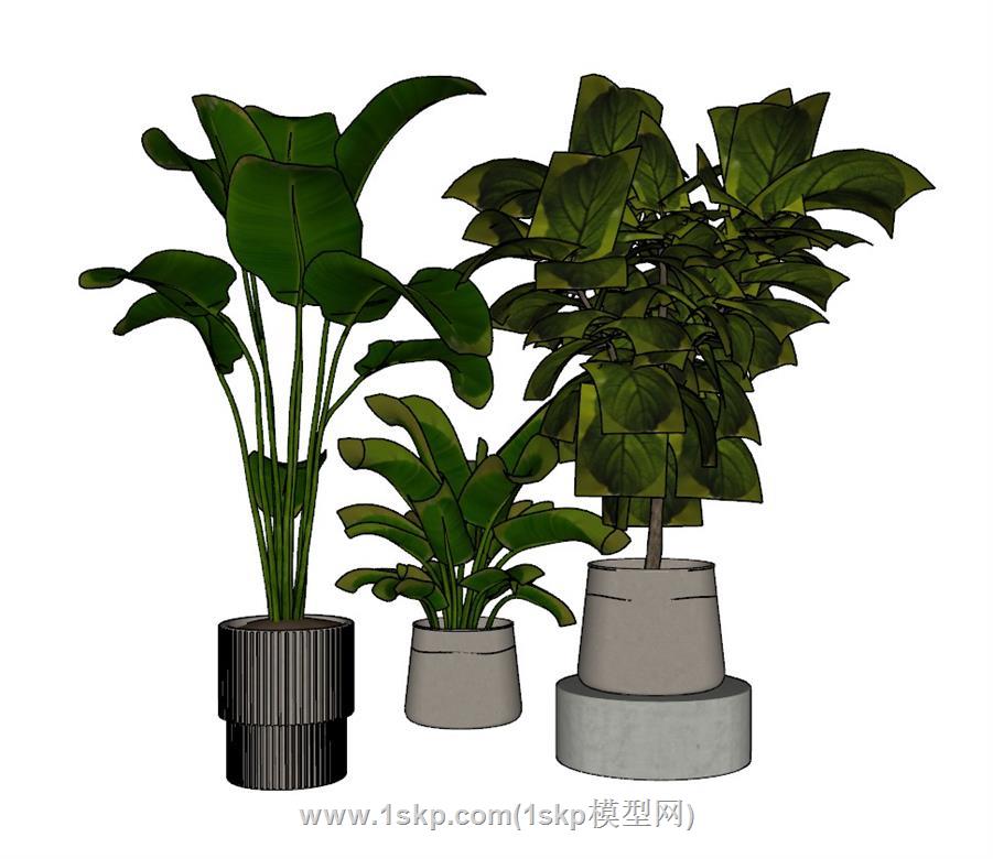 花盆植物SU模型 1