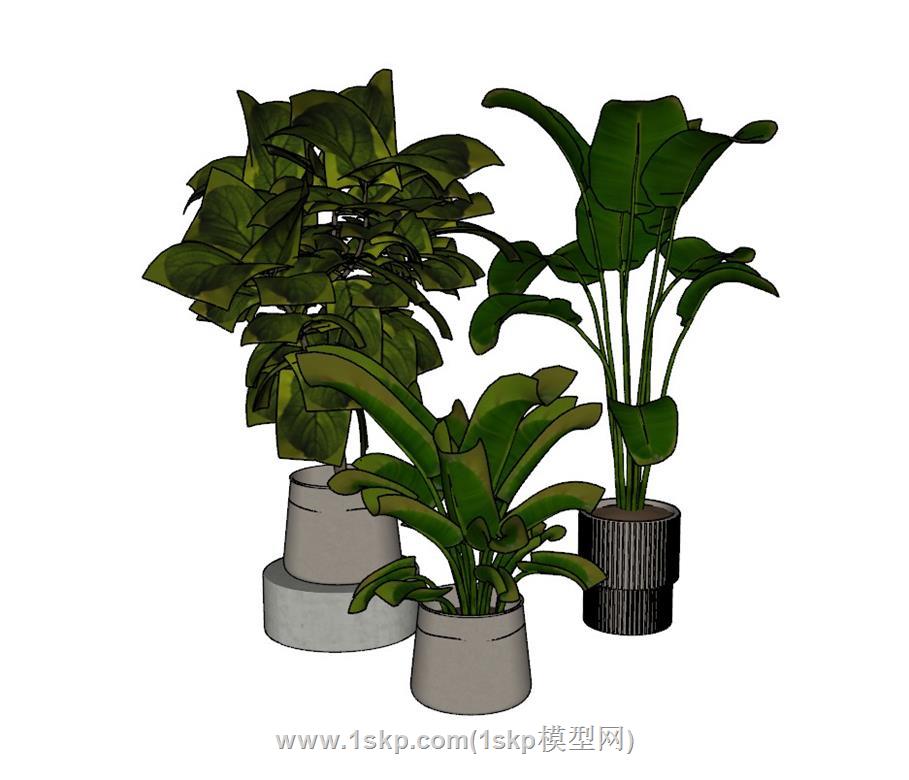 花盆植物SU模型 3