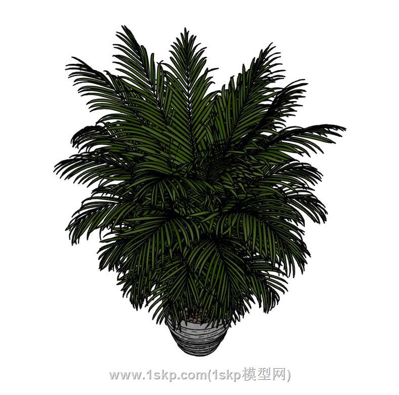 盆栽花盆植物SU模型 2