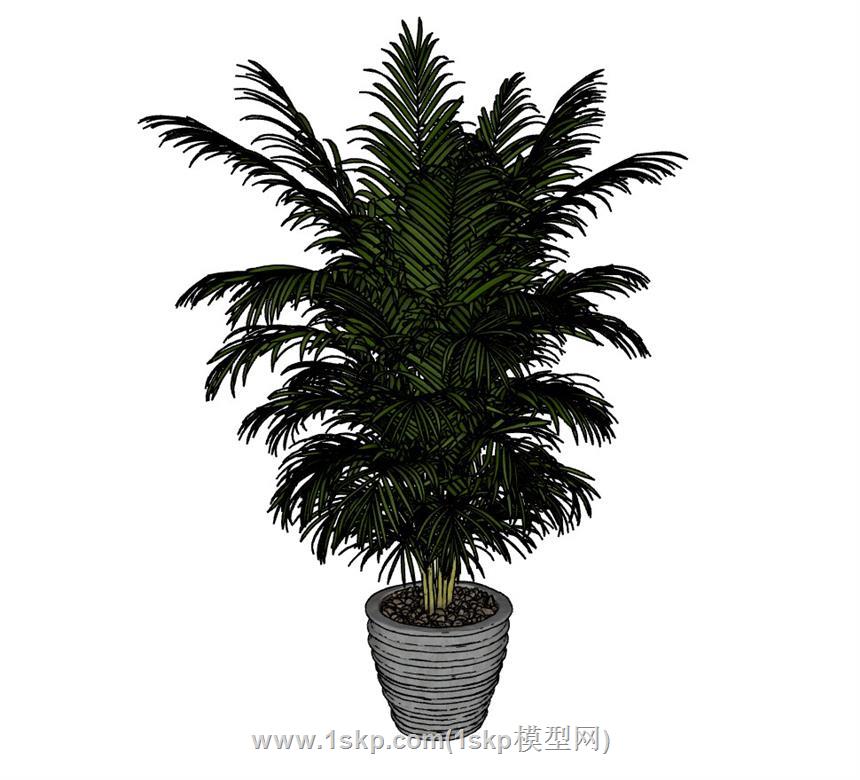 盆栽花盆植物SU模型 1