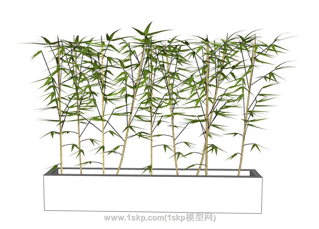 竹子植物SU模型