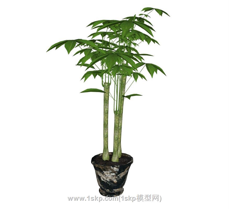 发财树盆景植物SU模型 2