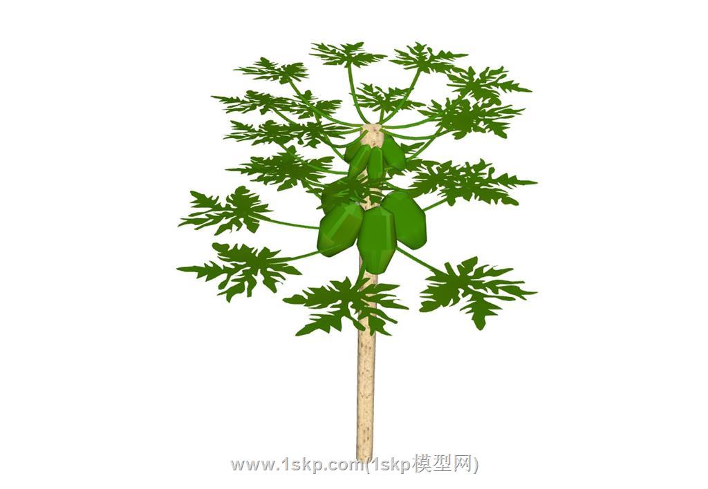 木瓜树SU模型 1