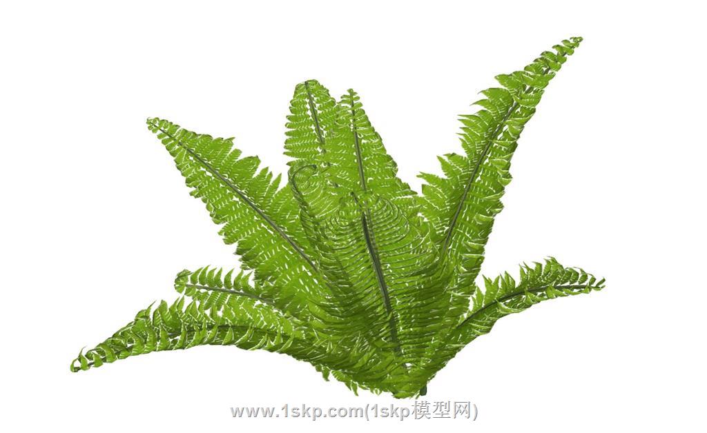 蕨类植物SU模型 1