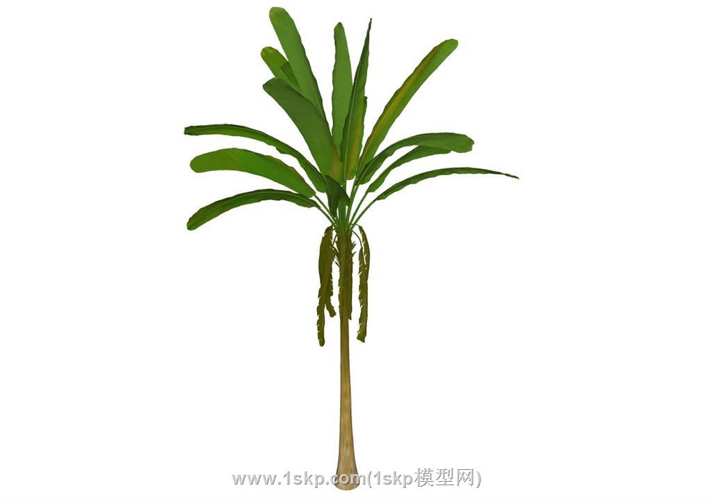 芭蕉树香蕉树SU模型 1