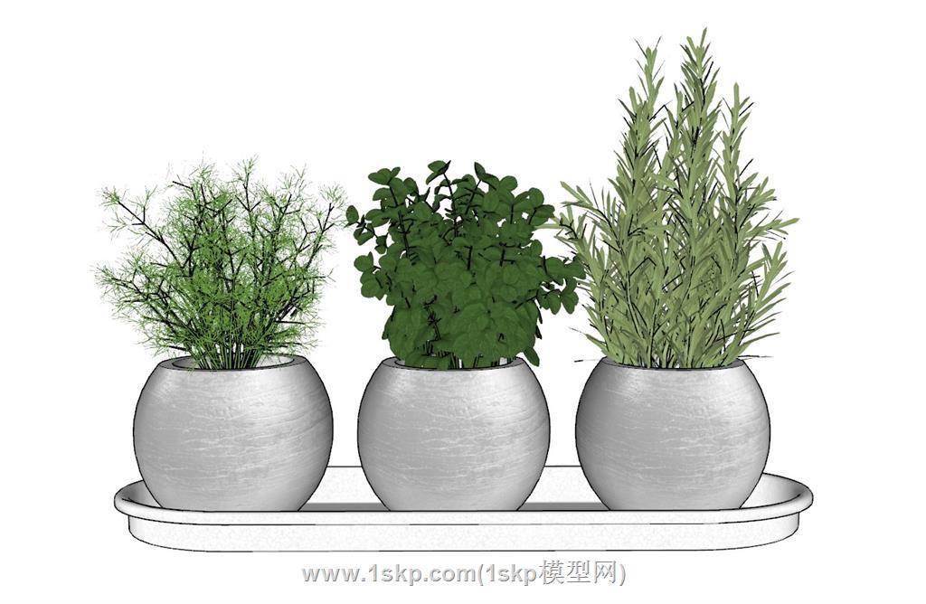 花盆植物SU模型 2