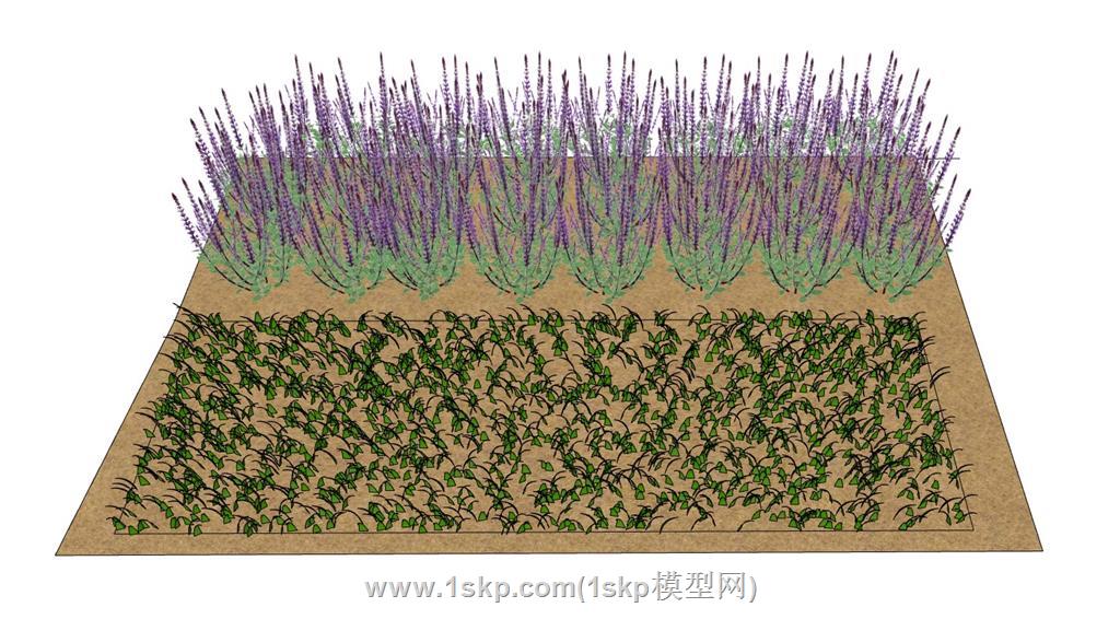 薰衣草植物SU模型 1