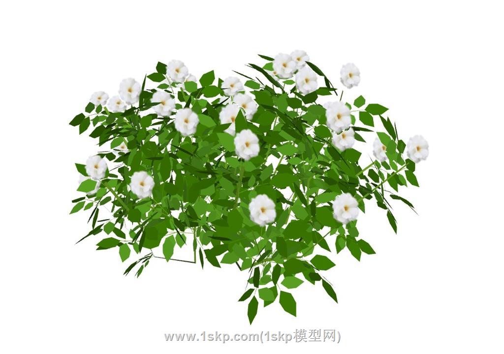 白色月季花 1